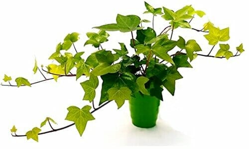 edera-comune edera-comune