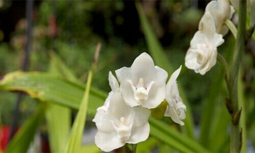 fiore-alato fiore-alato