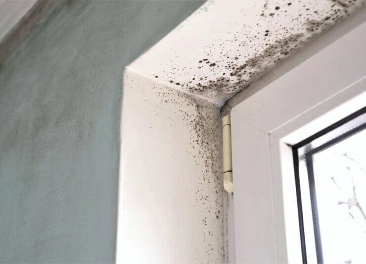 muffa-finestre muffa-finestre