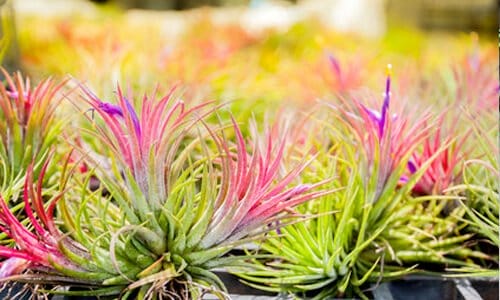 pianta-groviglio pianta-groviglio