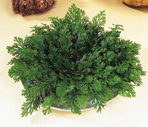 rosa-di-gerico rosa-di-gerico