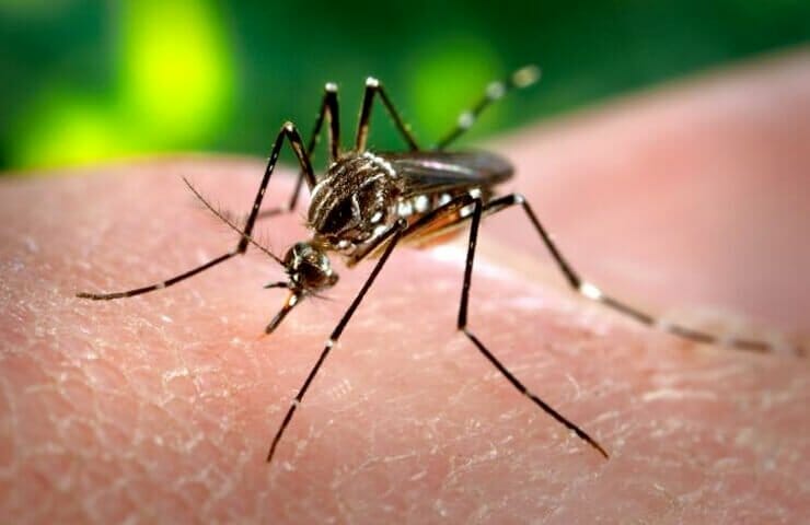 aedes-aegypti