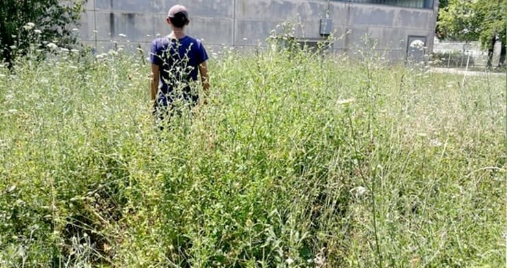 erbacce-infestanti-zanzare erbacce-infestanti-zanzare