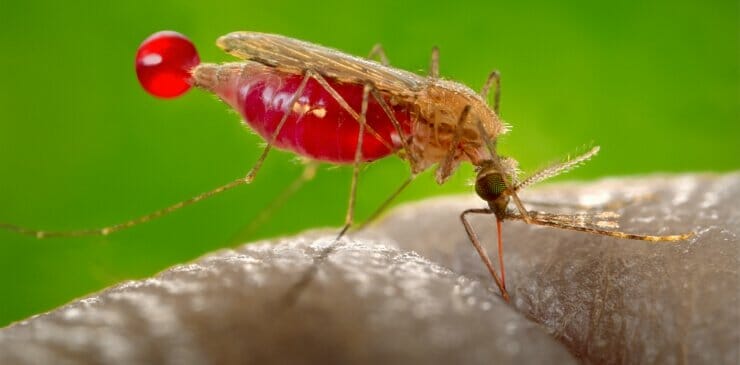 zanzara-anopheles zanzara-anopheles