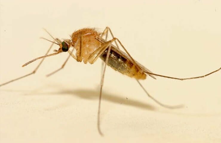 zanzara-coreana zanzara-coreana