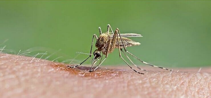 zanzara-culex zanzara-culex