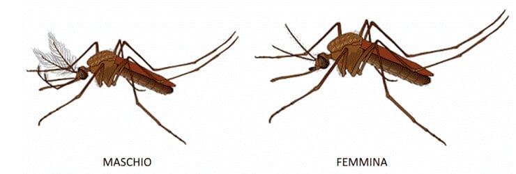 zanzara-maschio-e-femmina