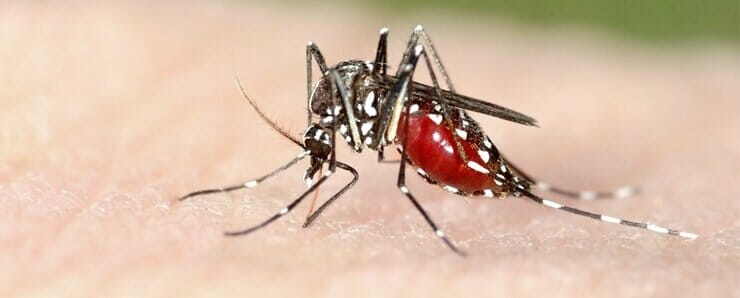 zanzara-tigre zanzara-tigre