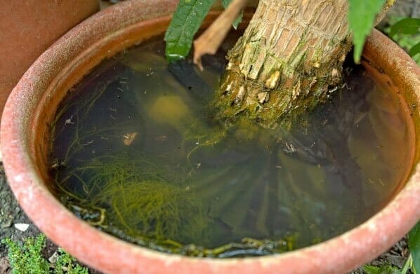 zanzare-vaso-acqua-stagnante