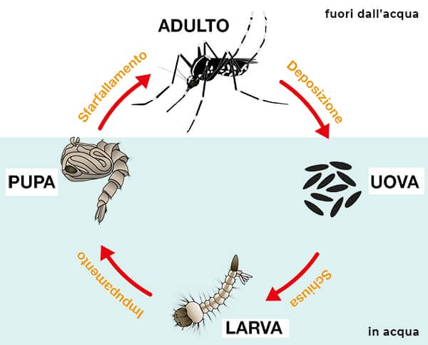 ciclo-crescita-zanzara