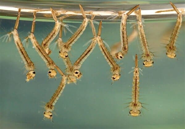 larve-zanzara larve-zanzara